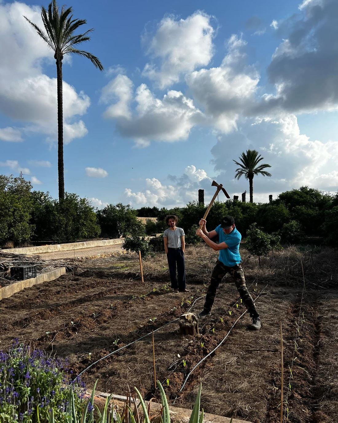 Breaking ground for the vegetable garden under the palms
