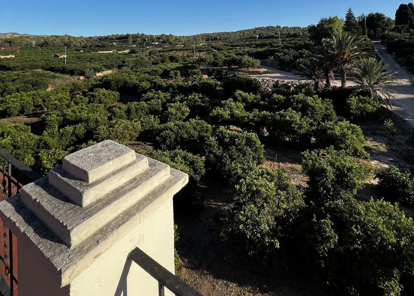 The citrus groves seen from the farmhouse