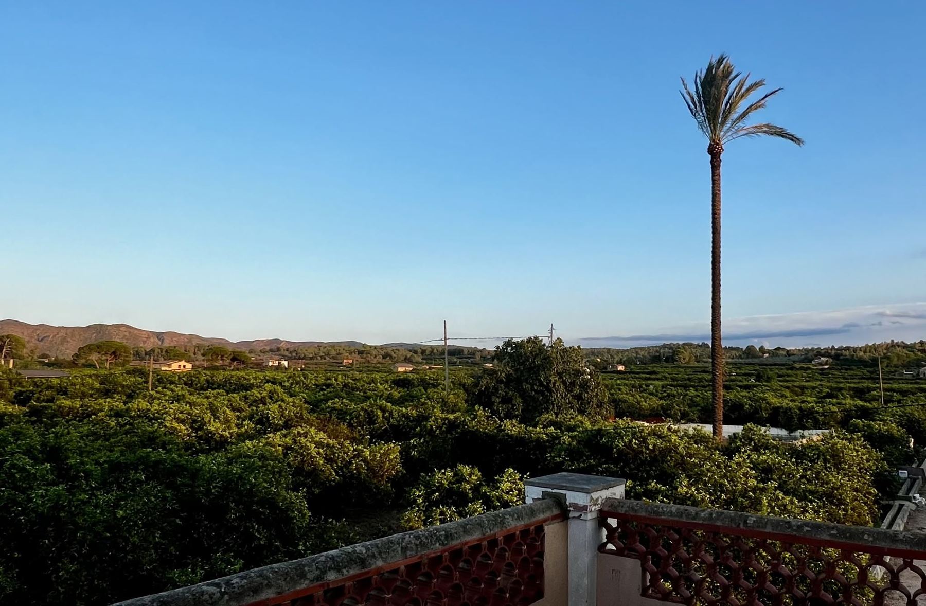 View from the farmhouse terrace over the orange groves, with a tall palm against the evening sky