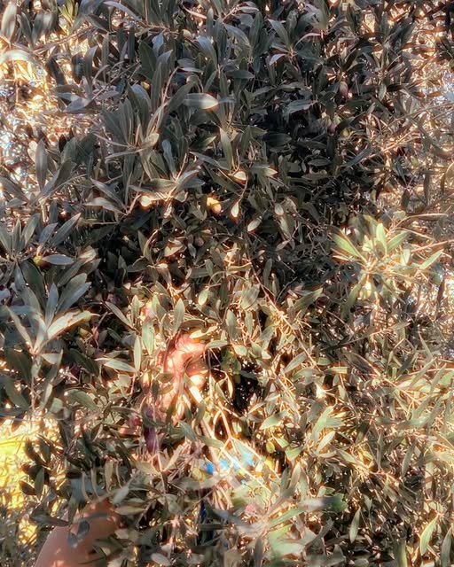 Evening light on the foliage