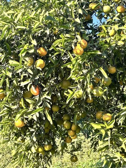 Mandarin tree heavy with fruit