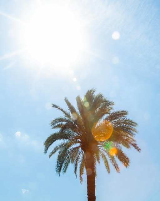 Palm tree against the sun