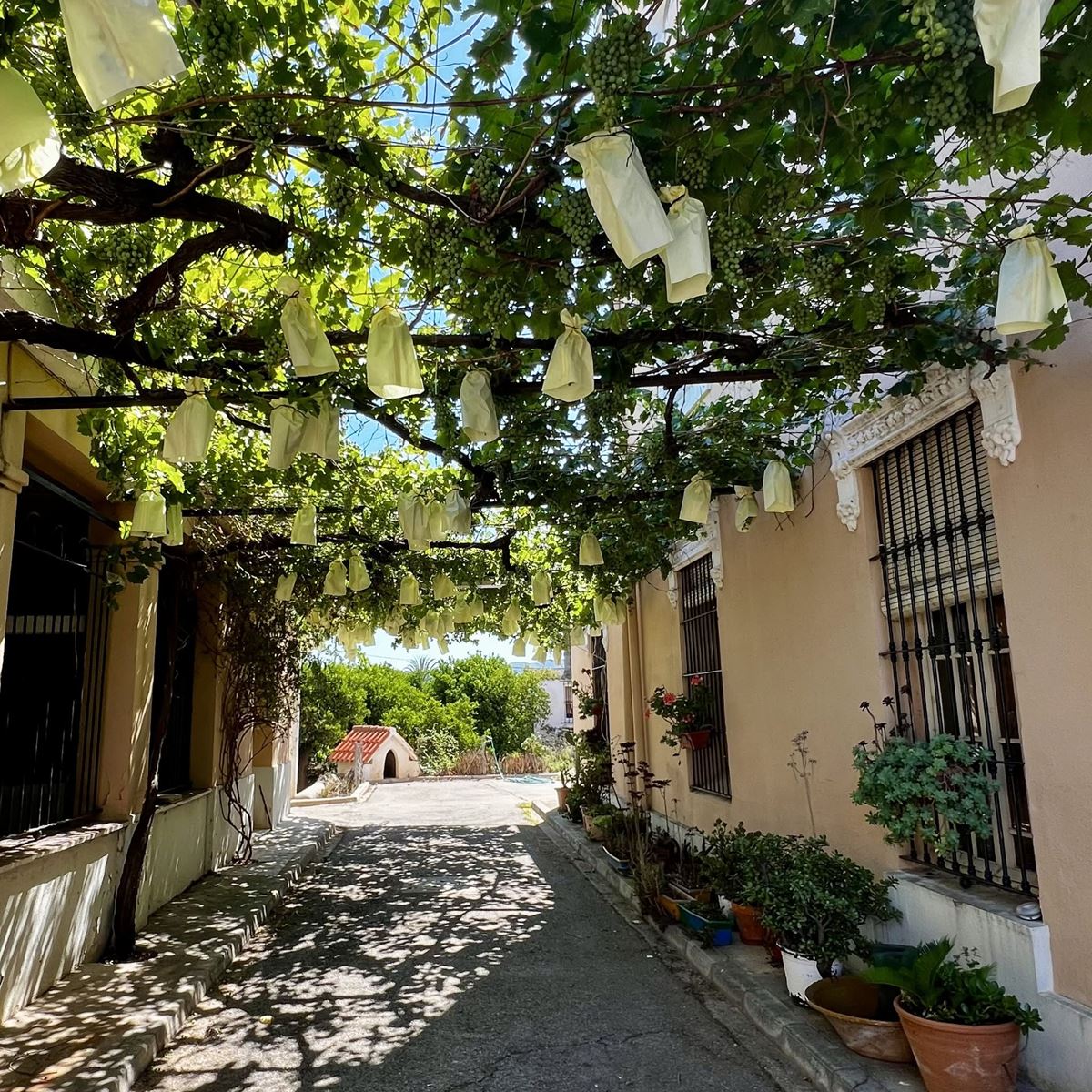 Courtyard of the farmhouse shaded by a grapevine