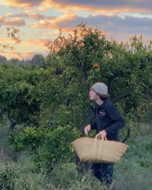 Picking mandarins at sunset with a wicker basket