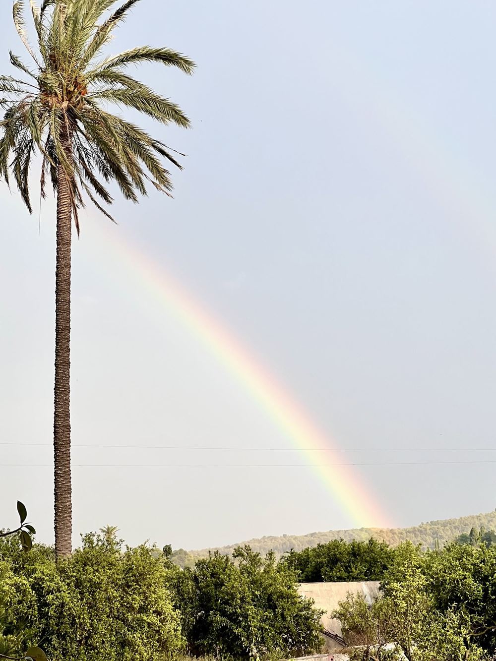 Rainbow behind a palm tree over the groves